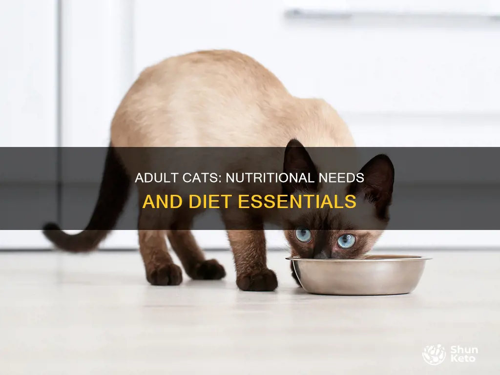 what adult cats need in their diet