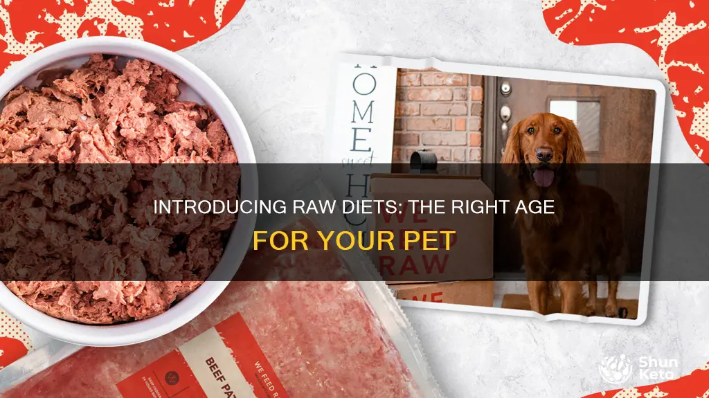 what age to start feeding raw diet