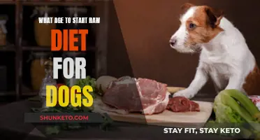 Raw Diet for Dogs: When to Start?