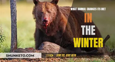 Winter Diet Changes: Animals Adapting to Survive