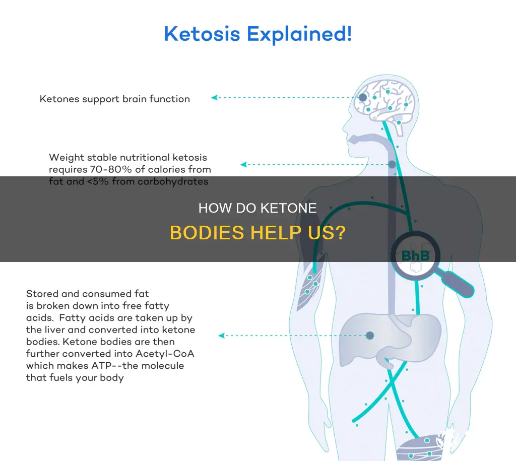 what are keto bodies used for