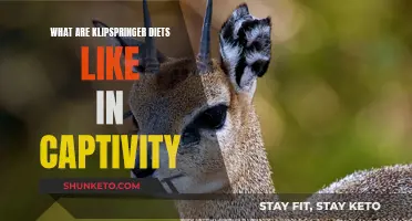 Captive Klipspringer Diets: A Nutritional Journey in the Wild