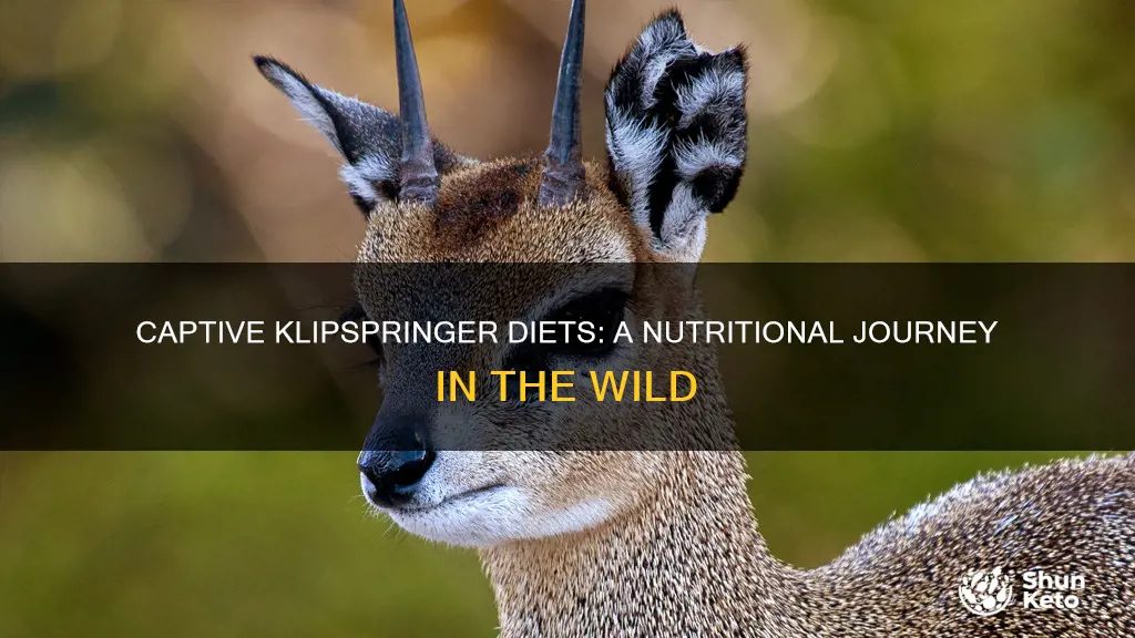 what are klipspringer diets like in captivity