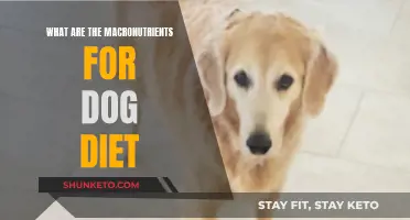 Macronutrients: The Building Blocks of a Healthy Dog Diet