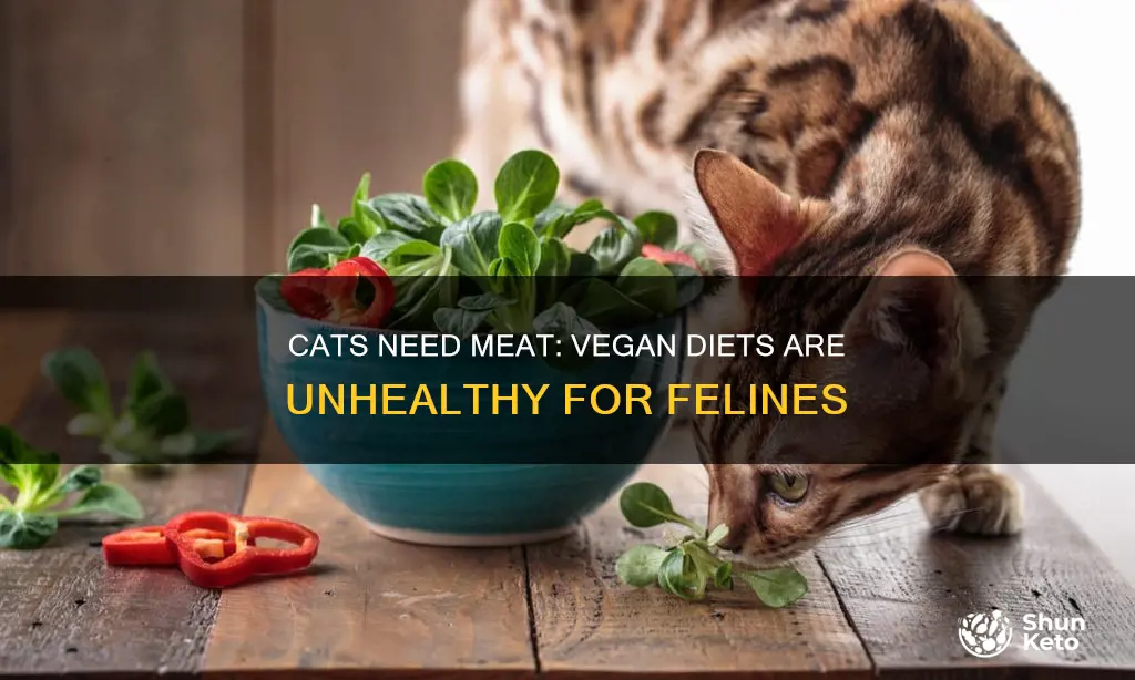 what are the problems with feeding cats a vegan diet