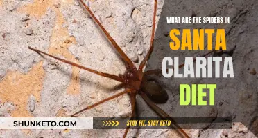 Santa Clarita Diet's Spiders: Unveiling the Mystery