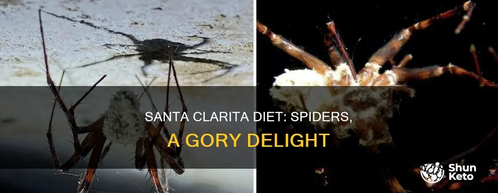 what are the spiders in santa clarita diet