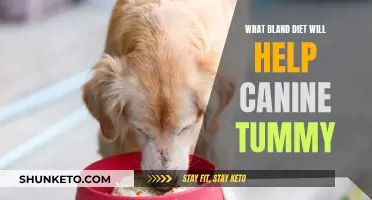 Bland Diet Options to Calm Your Canine's Tummy Troubles