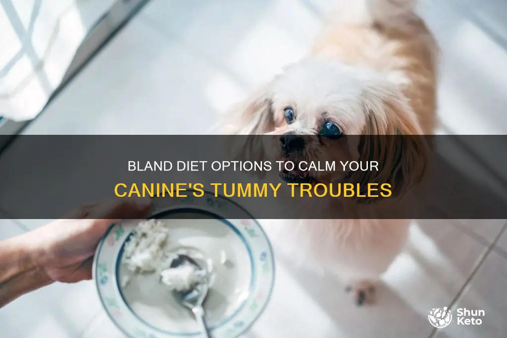 what bland diet will help canine tummy