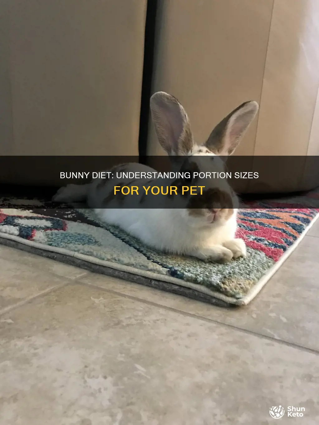 what bunny diet serving size looks like