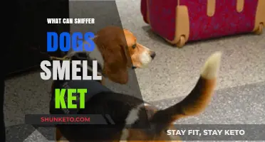 Canine Detection: How Sniffer Dogs Identify Ketamine's Unique Odor
