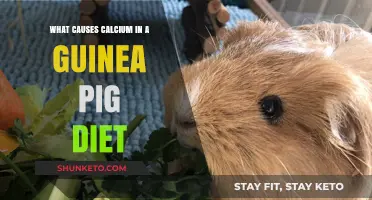 Guinea Pig Diet: Calcium's Role and Sources