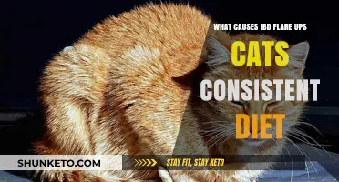 Managing IBD in Cats: The Role of Diet