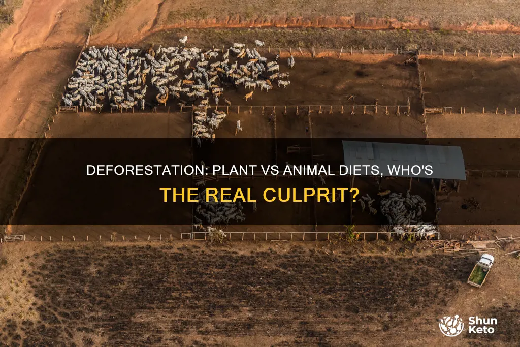 what causes more deforestation plant or animal based diet