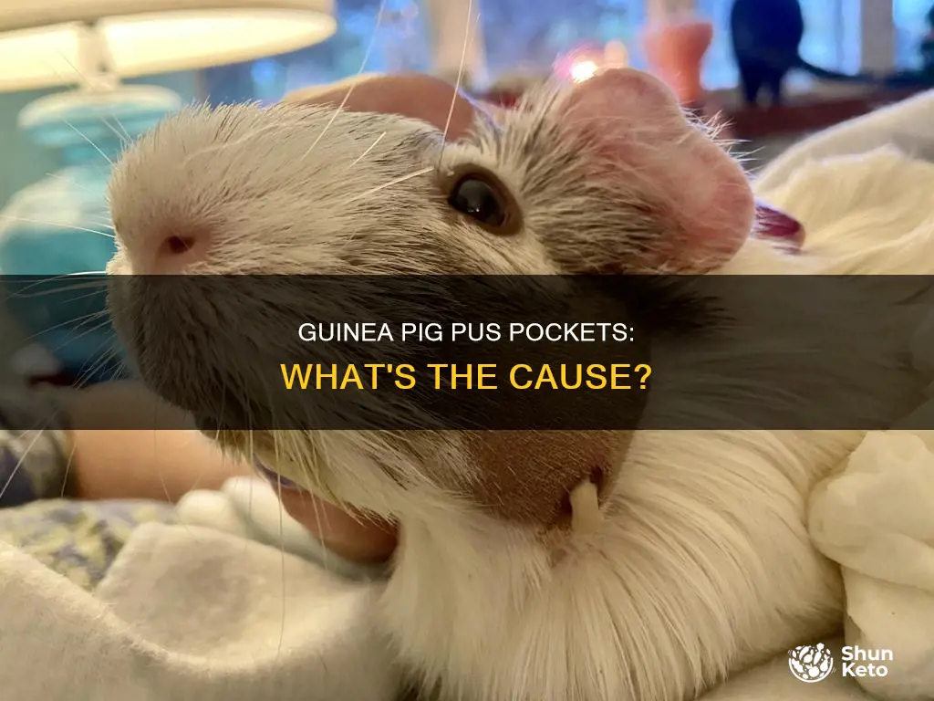 what causes puss po kets on a guinea pig