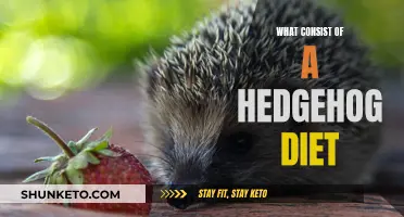 Hedgehog Diet: What Do These Spiny Mammals Eat?