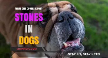 Diet-Induced Kidney Stones in Dogs: What You Need to Know