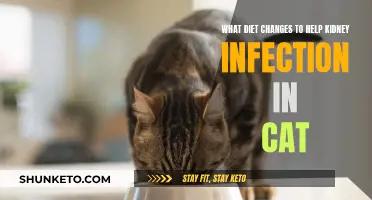 Kidney Health for Cats: Diet Adjustments for Infection