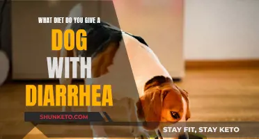 Dog Diarrhea Diet: What to Feed Your Pooch?