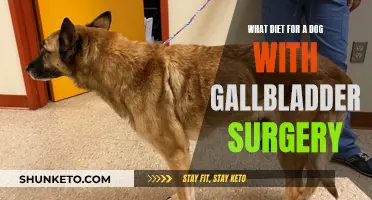 Dog Diet Post-Gallbladder Surgery: What to Feed Your Pooch?