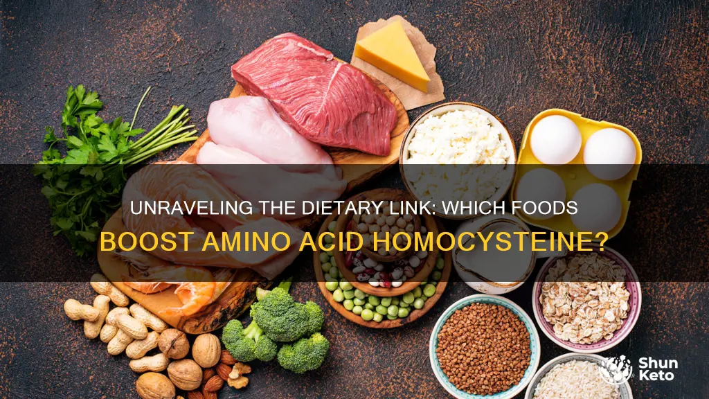 what diet increases amino acid homocysteine