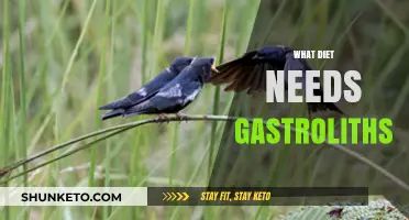 Gastroliths: Ancient Dietary Aids