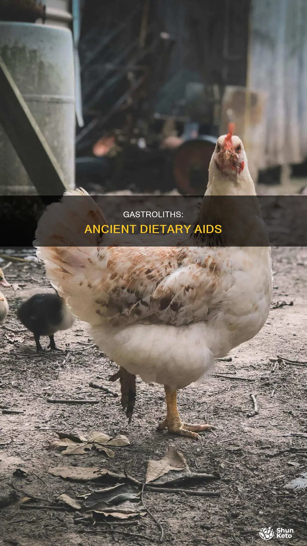 what diet needs gastroliths