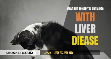 Liver Disease in Dogs: The Right Diet for Your Pet