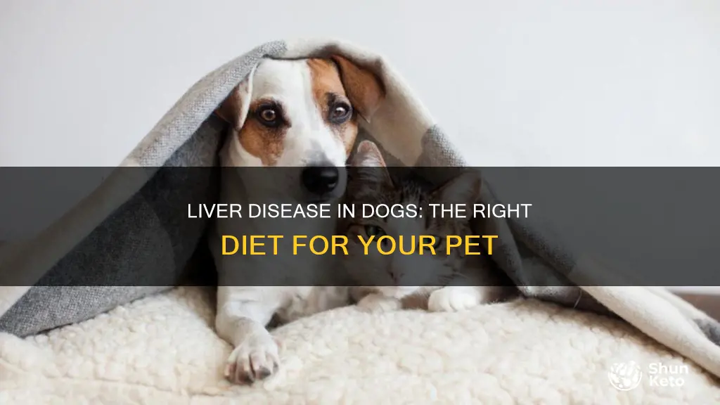 what diet should you give a dog with liver diease