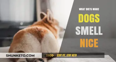 Dog Diets: What to Feed for a Fresh-Smelling Coat