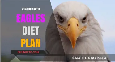 Arctic Eagles: A Diet Plan for the Top Predators