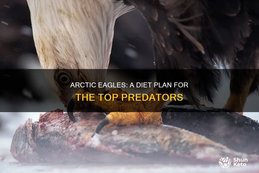 what do arctic eagles diet plan