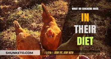 Healthy Chicken Diet: What Do They Need?