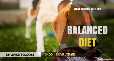 Feeding Your Dog: Balancing Their Diet