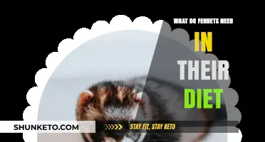 Ferrets' Dietary Needs: What to Feed Your Ferret
