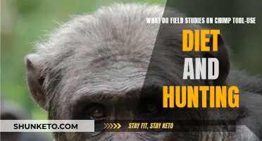 Field Studies Uncover Chimp Tool Use, Diet, and Hunting Secrets