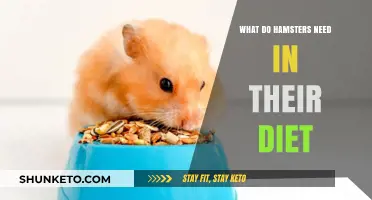 Hamster Diet: Essential Food Requirements for Your Pet