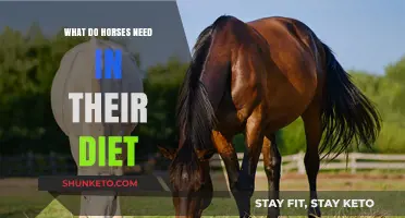 Horse Diet Essentials: What Your Horse Needs