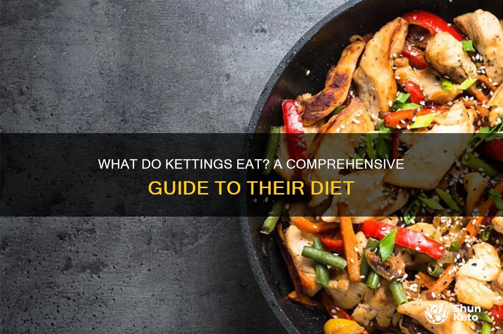 what do kettings eat