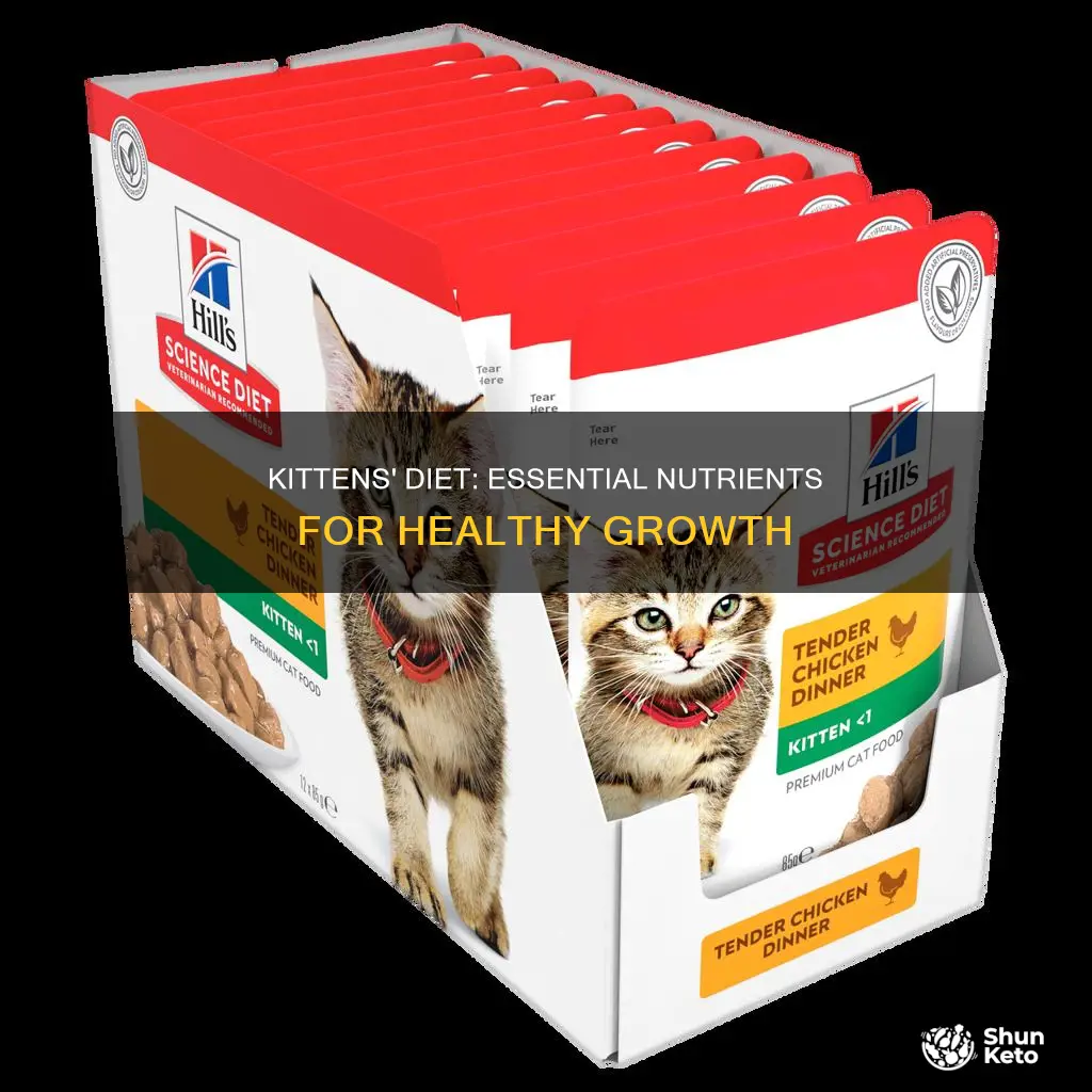 what do kittens need in their diet