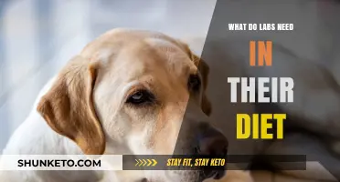 Lab Nutrition: Essential Dietary Requirements for Your Dog's Health