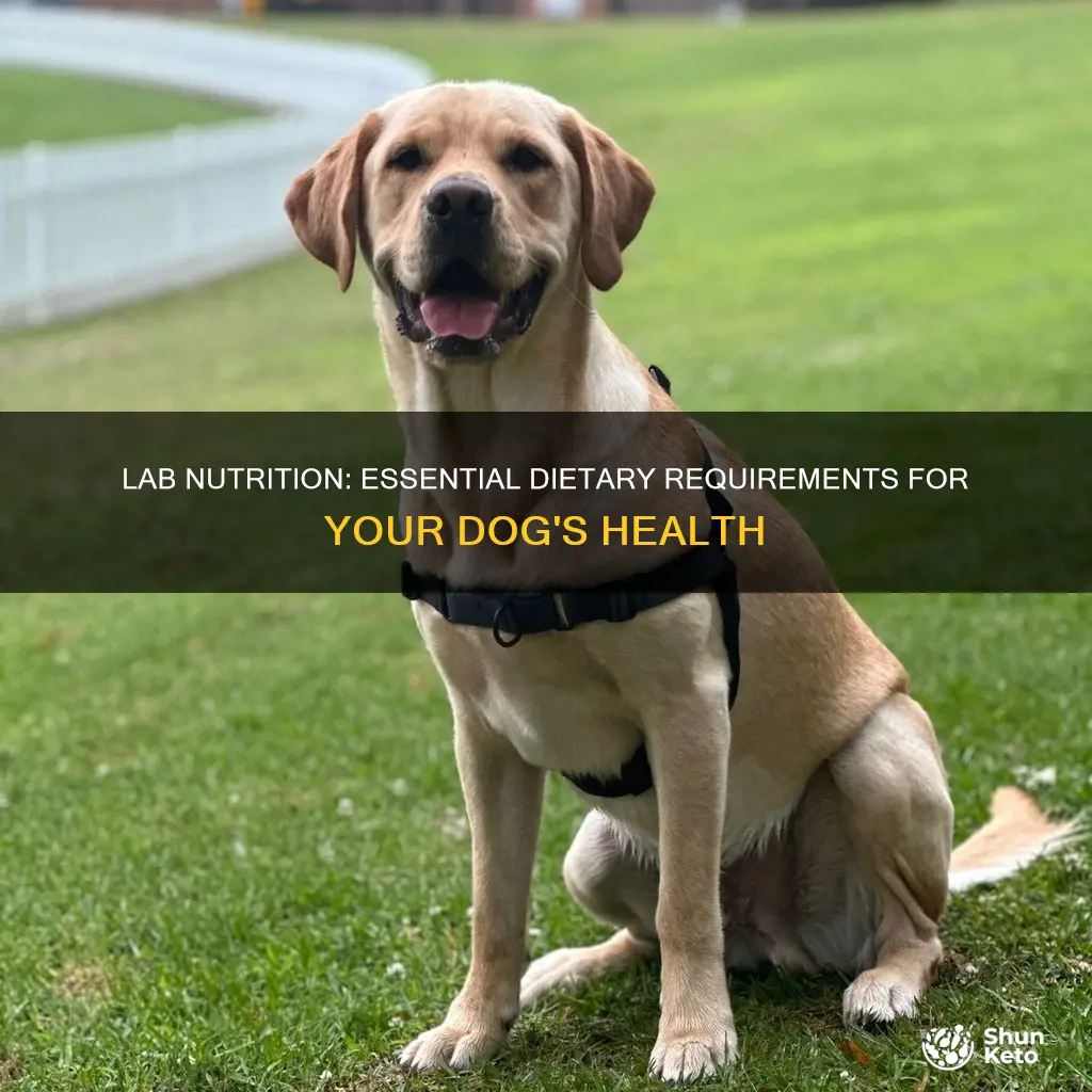 what do labs need in their diet