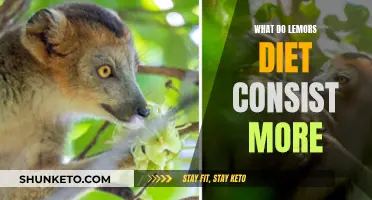 Lemur Diet: What Do They Eat and Why?