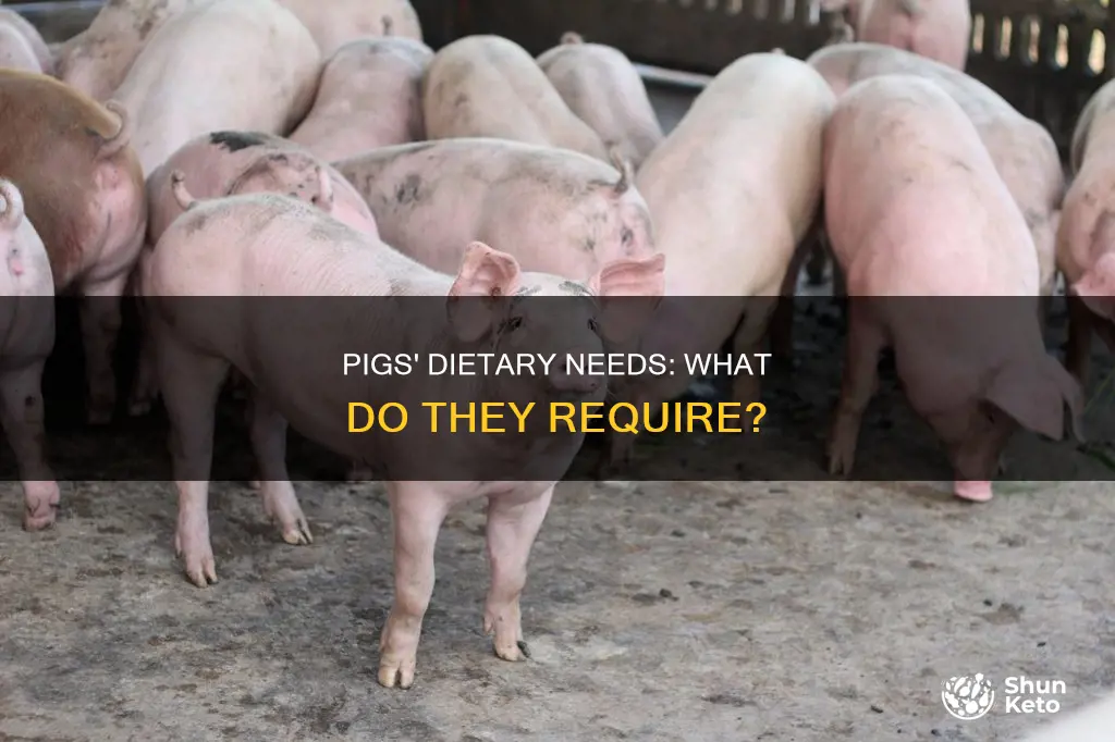 what do pigs need in their diet
