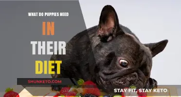 Puppy Diet Essentials: What Your Pup Needs to Thrive