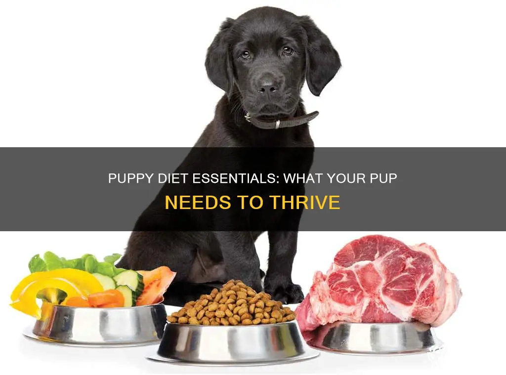 what do puppies need in their diet