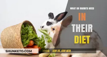 Rabbits' Diet Essentials: What You Need to Know