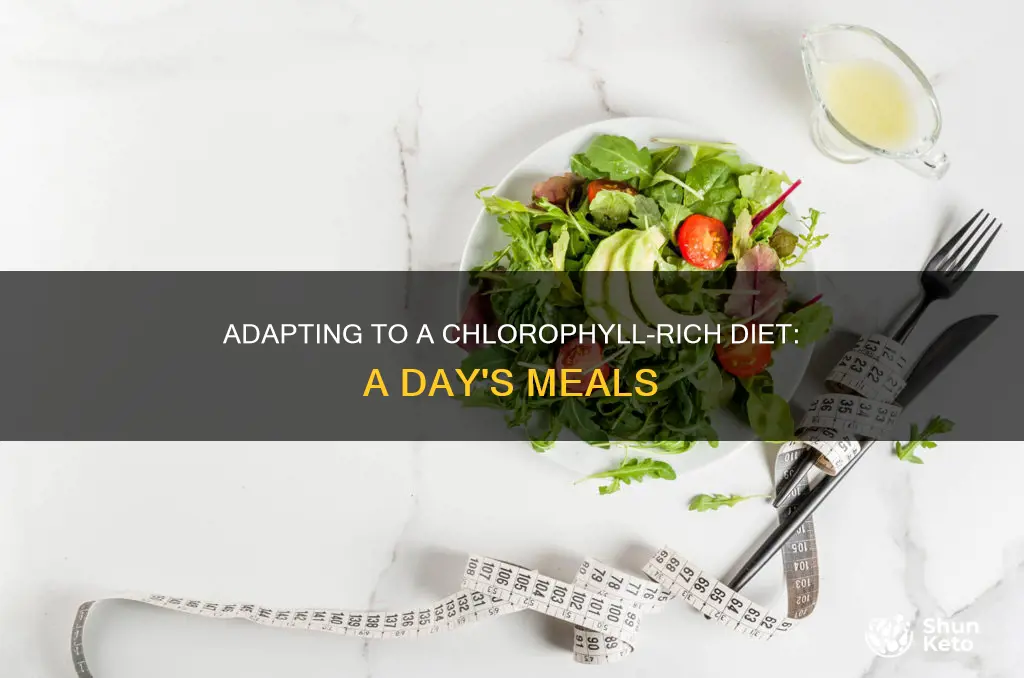 what does a 1000 cloriw diet look like