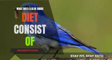 Blue Birds' Dietary Delights: What They Eat and Why