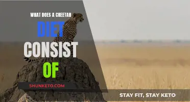 Cheetah Diet: What Do These Big Cats Eat?